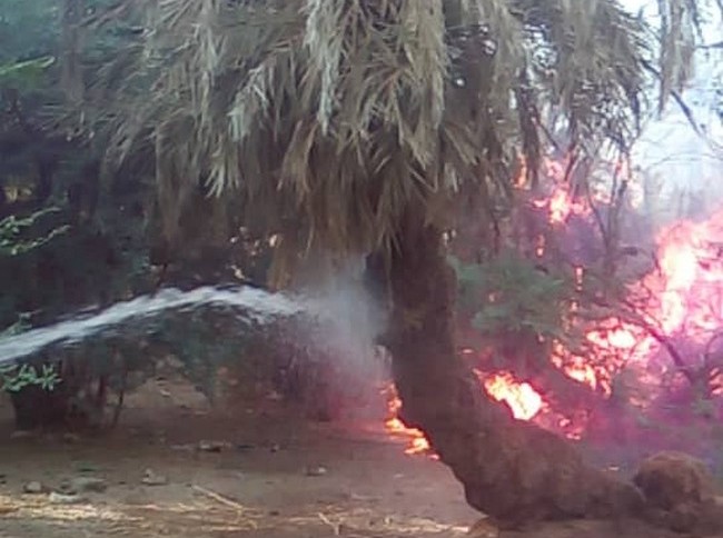 Tchad: encore un incendie d’origine inconnue ravage plus de 1 000 palmiers dattiers à Faya-Largeau