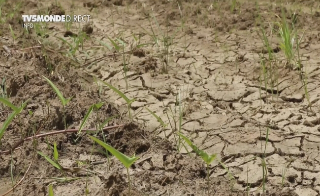 Tchad: le manque de pluies inquiète les cultivateurs