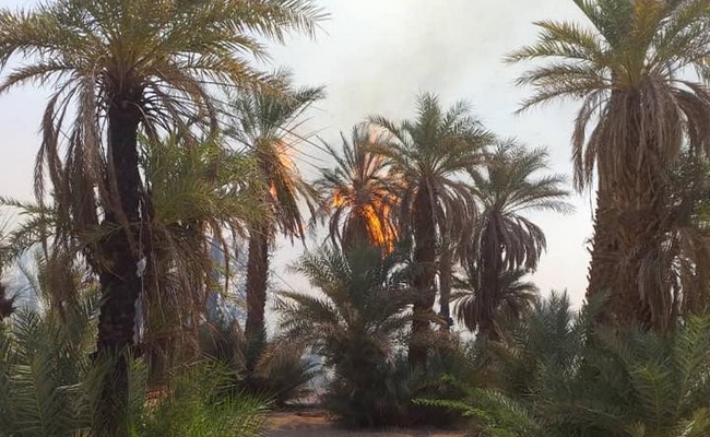 Tchad: encore un incendie d’origine inconnue ravage la palmeraie du quartier Tchangoussous à Faya-Largeau
